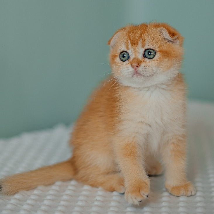 Diora Scottish Fold female, black golden chinchilla