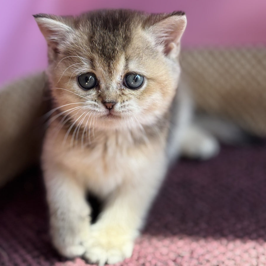 Sisi British Shorthair male, black golden ticked tabby