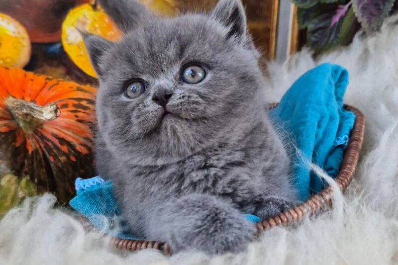 Gemma Scottish Straight female, blue