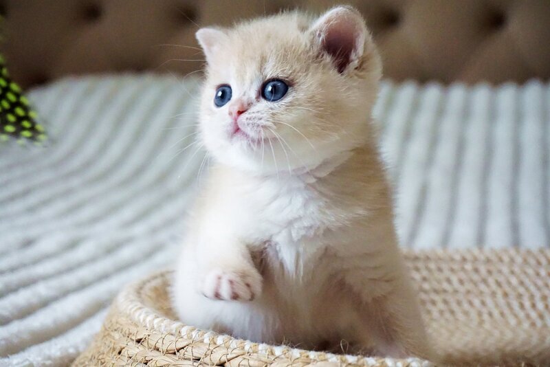 Jeni British Shorthair female, blue golden chinchilla