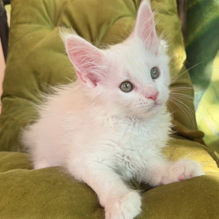 Zefir Maine Coon male, white