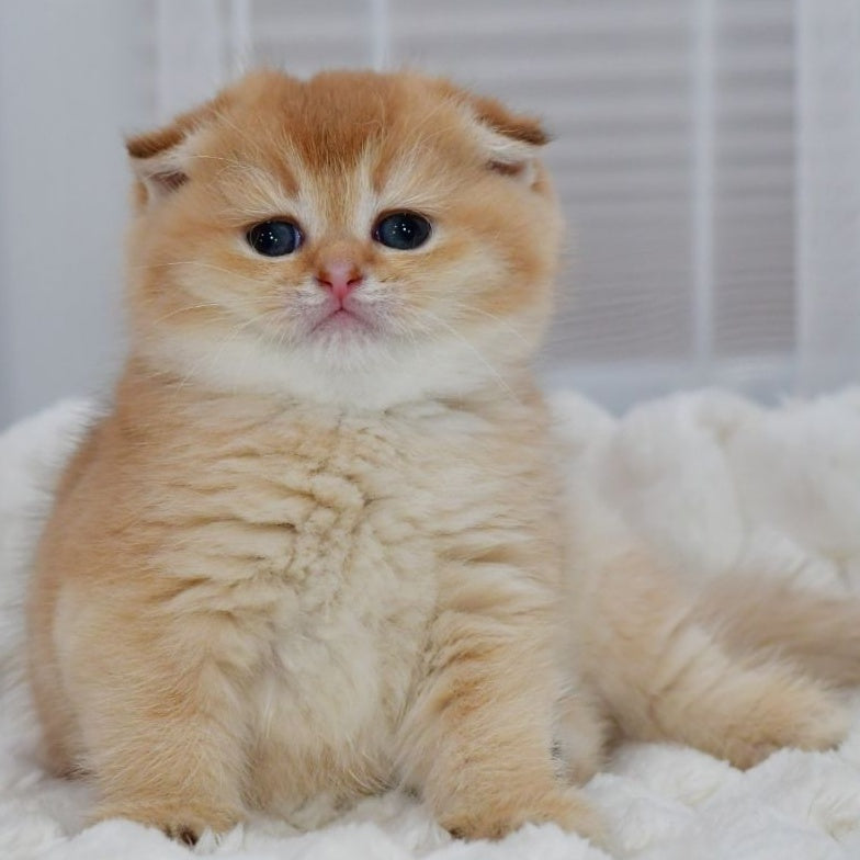 Nika Scottish Fold female, black golden shaded