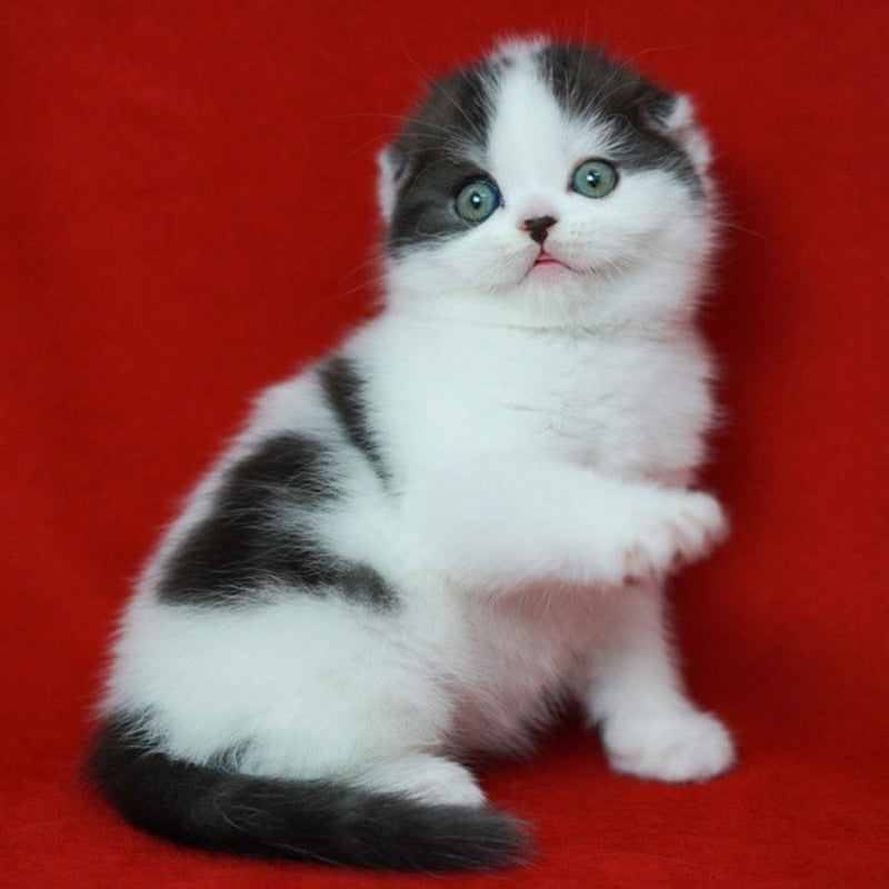 Tic Tac Scottish Fold male, black silver harlequin