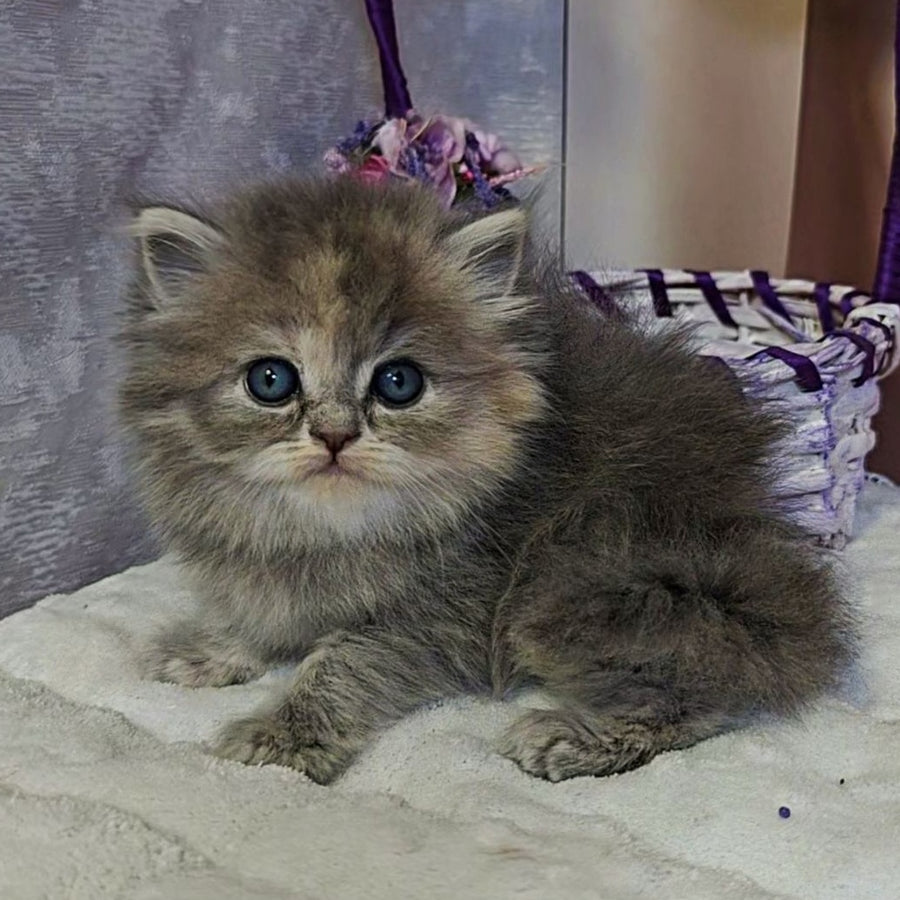 Udacha British Longhair female, blue tortie