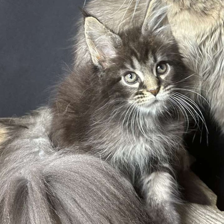 Sandra Maine Coon female, black silver ticked tabby