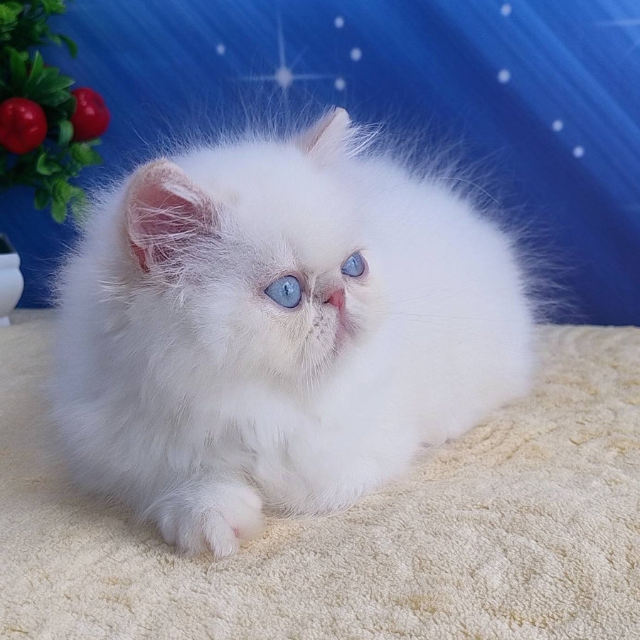 Saffi Persian female, cream pointed