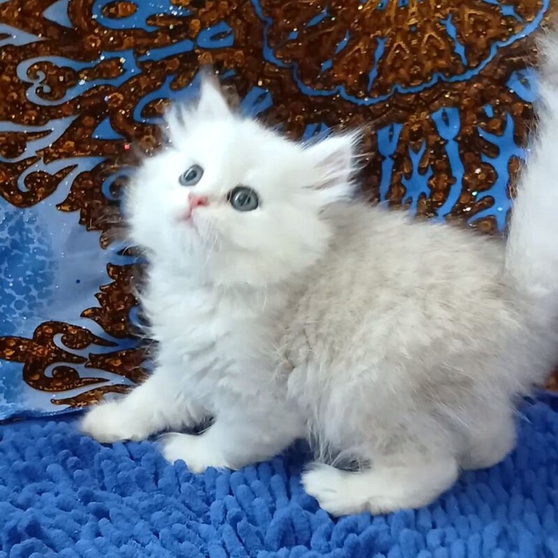 Jack British Longhair male, black silver chinchilla
