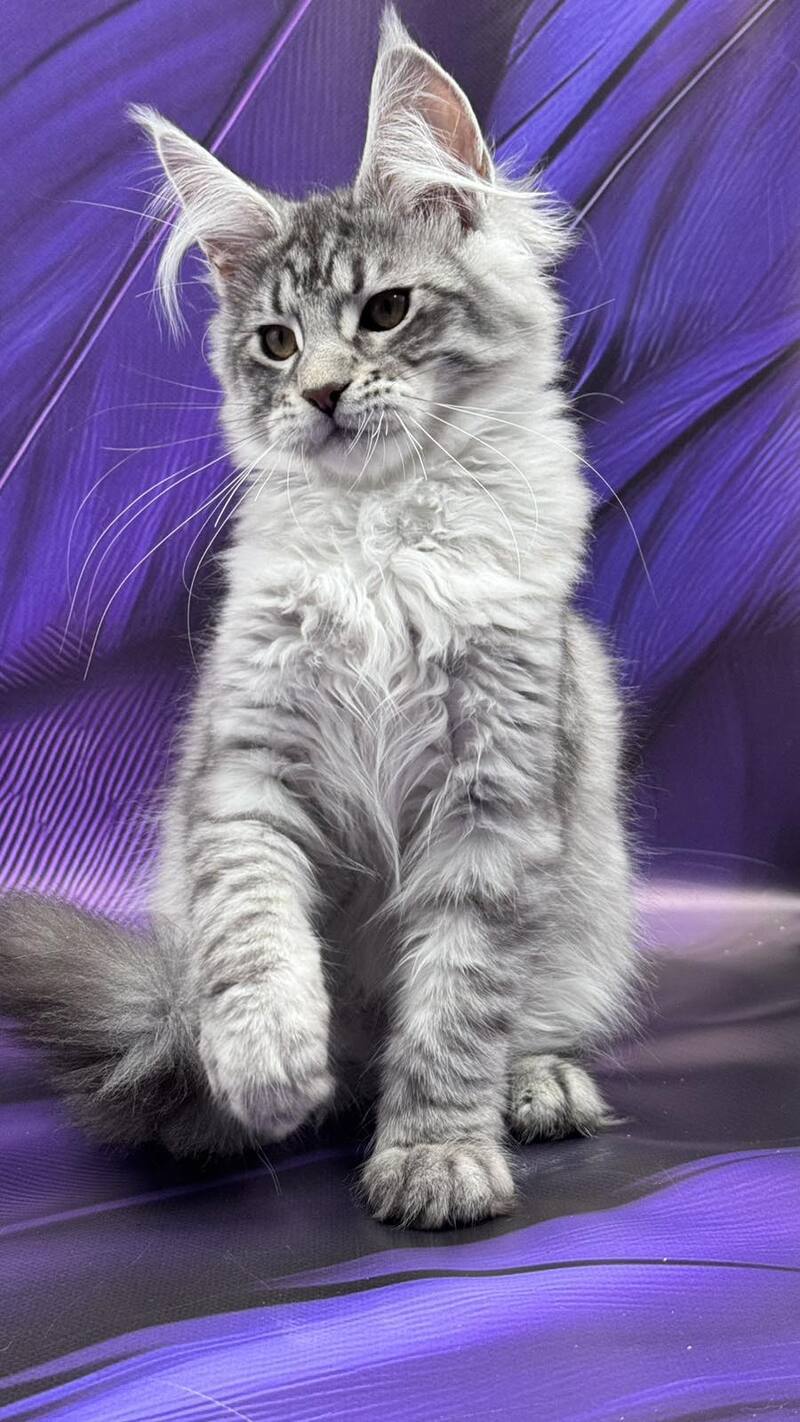 Marcel Maine Coon male, black silver tabby