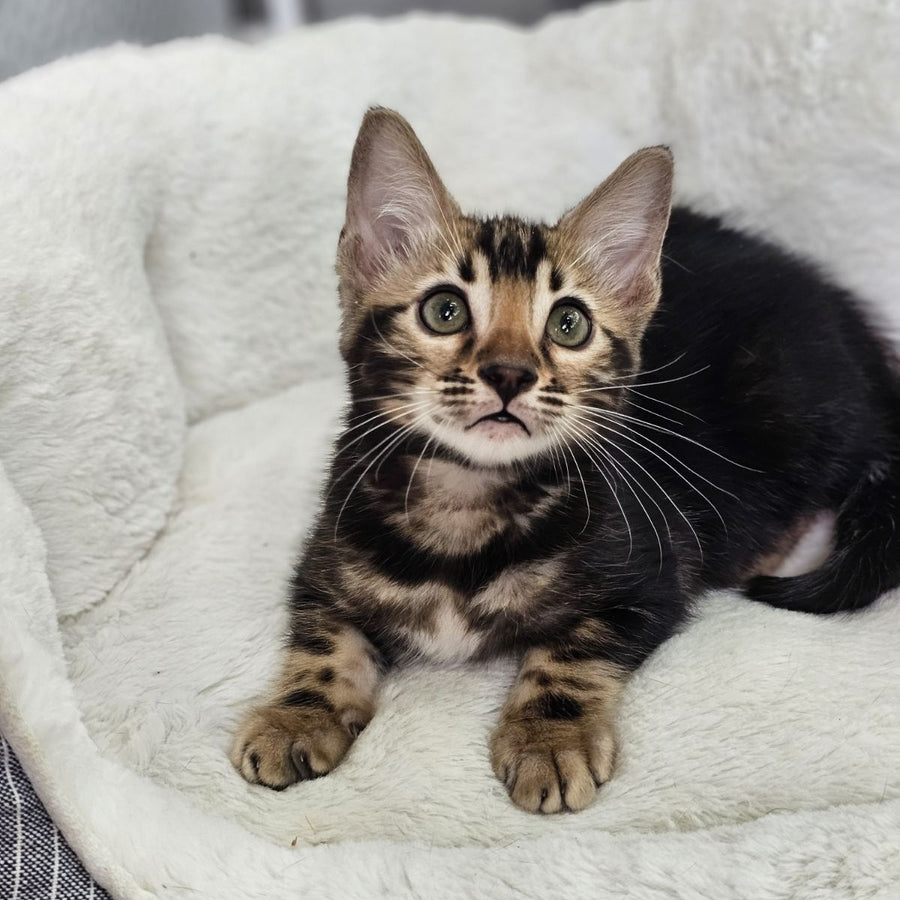 Toblerone Bengal male, black tabby