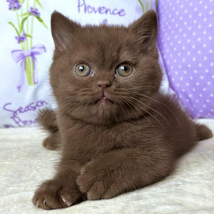 Alina British Shorthair female, cinnamon