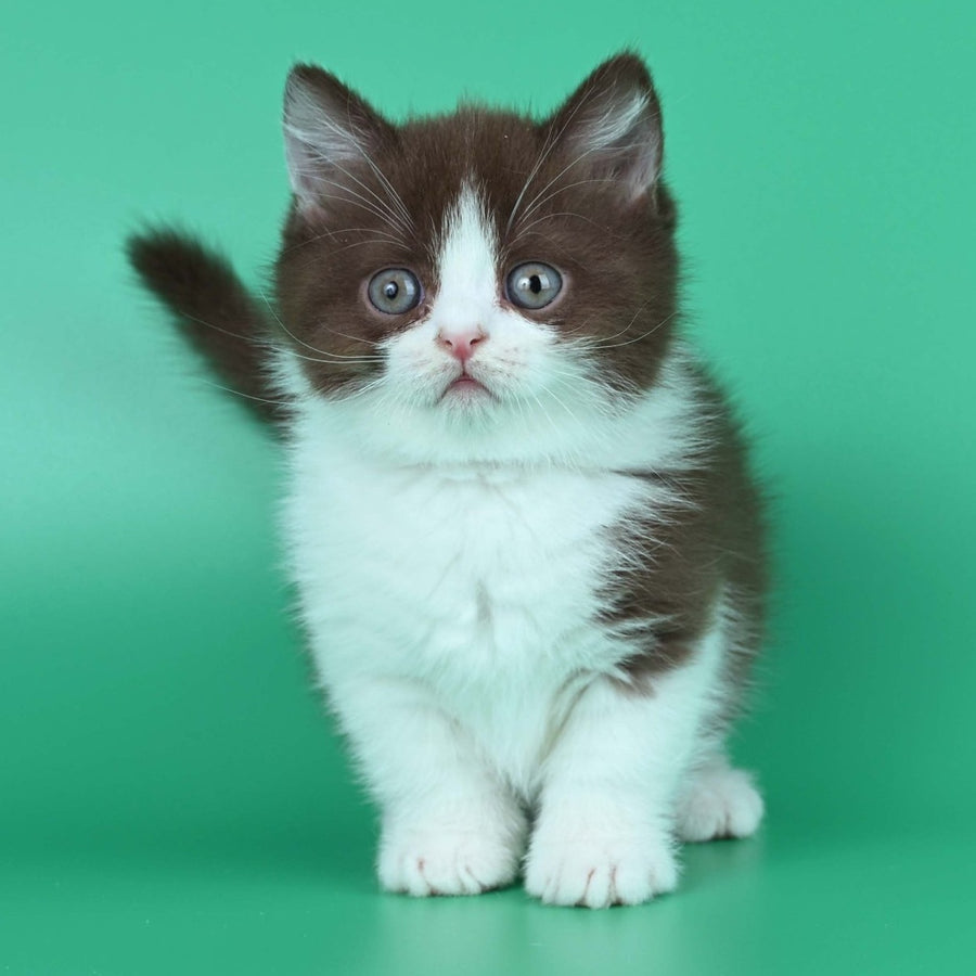 Jin British Shorthair male, chocolate bicolour