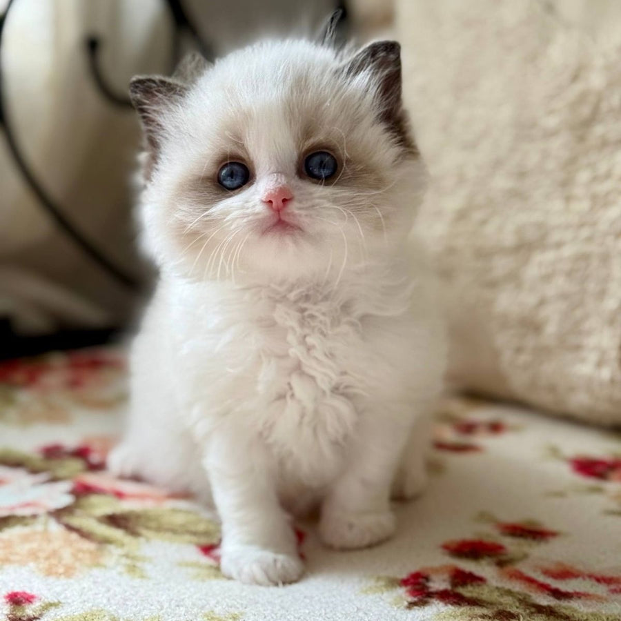 Miller Ragdoll male, black bicolour