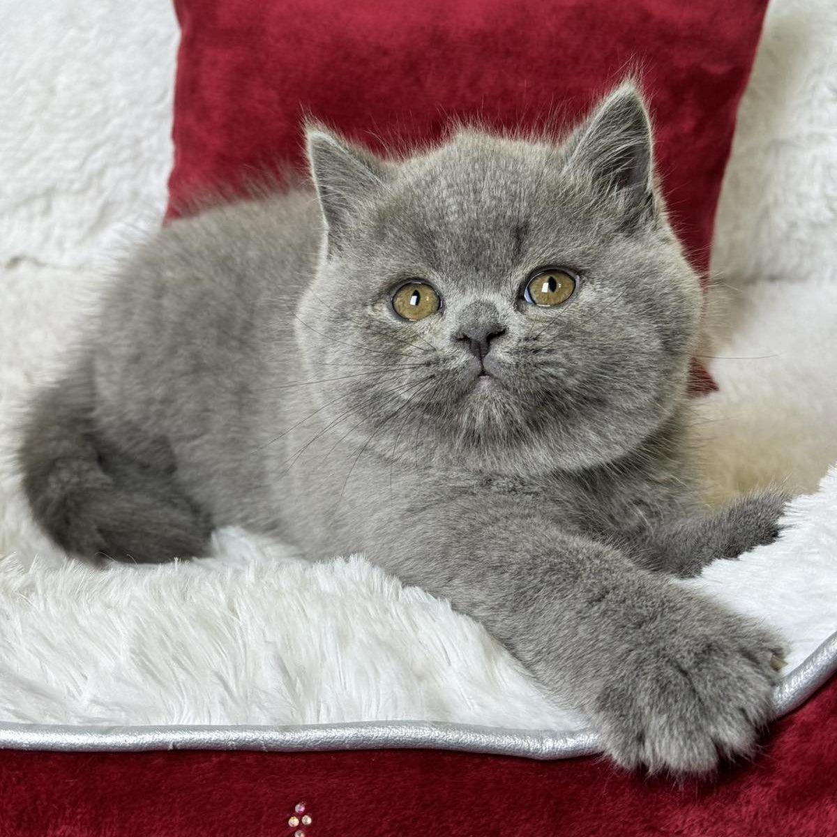 Ash Scottish Straight male, blue