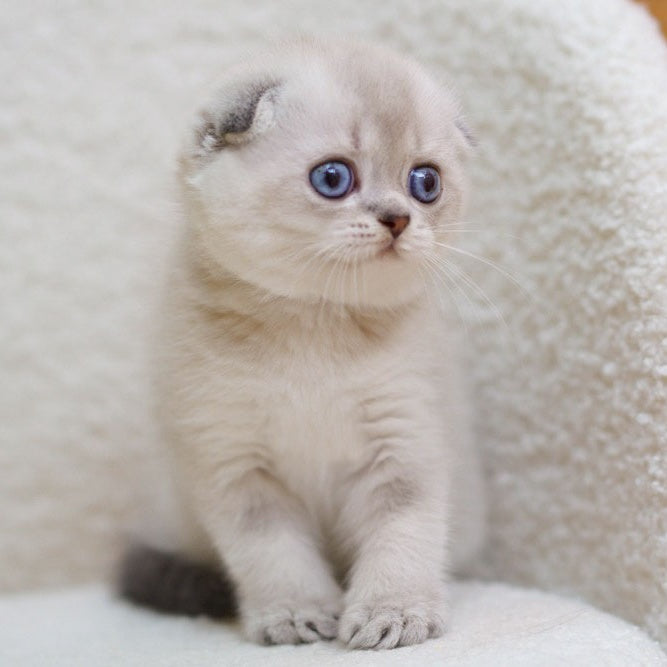 Bond Scottish Fold male, blue ticked tabby pointed