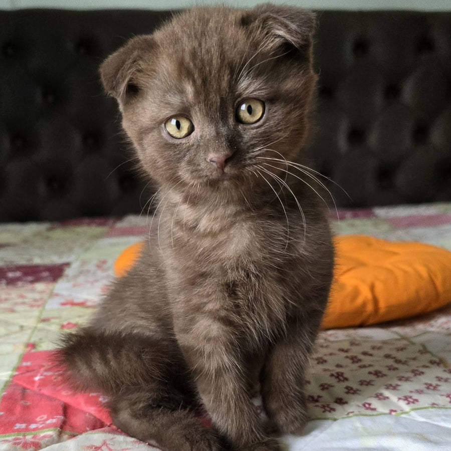 Cookie Scottish Fold male, chocolate