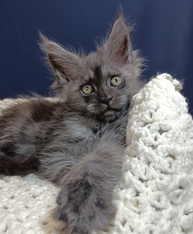 Gera Maine Coon female, black smoke