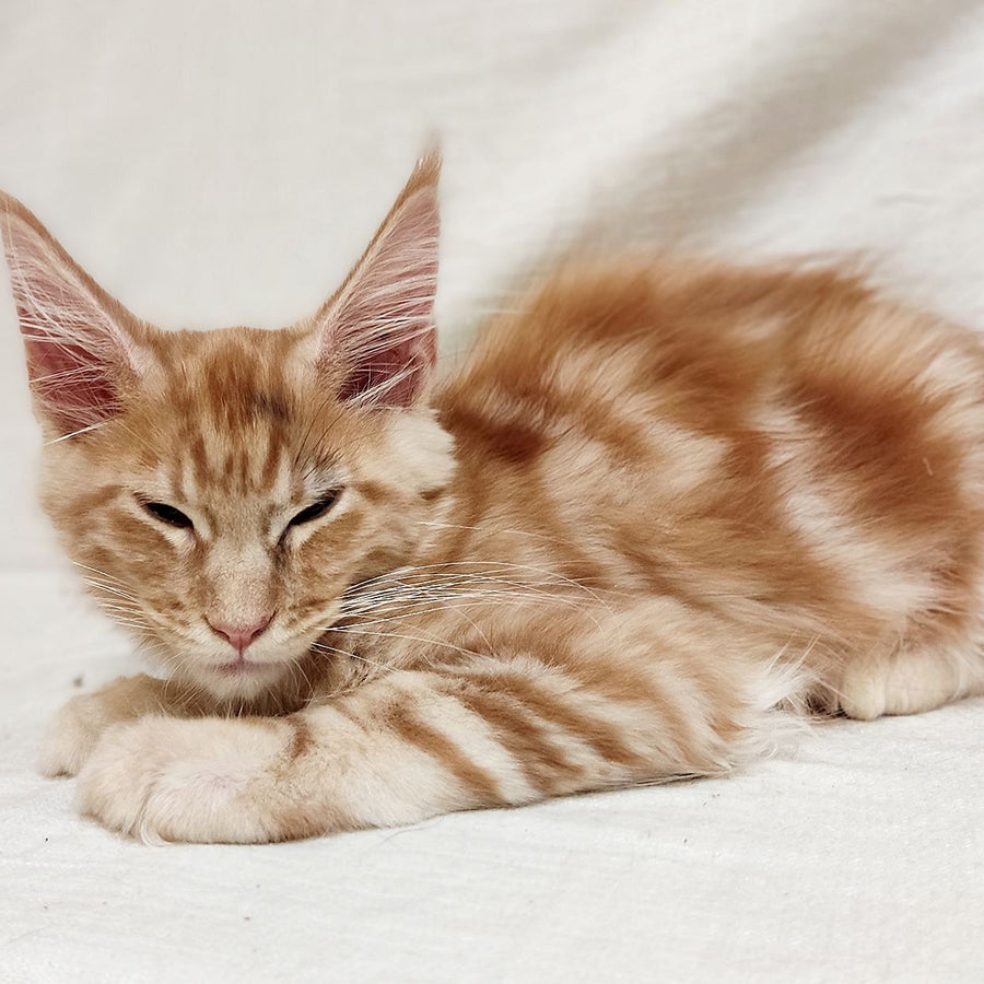 Kozak Maine Coon male, red silver tabby