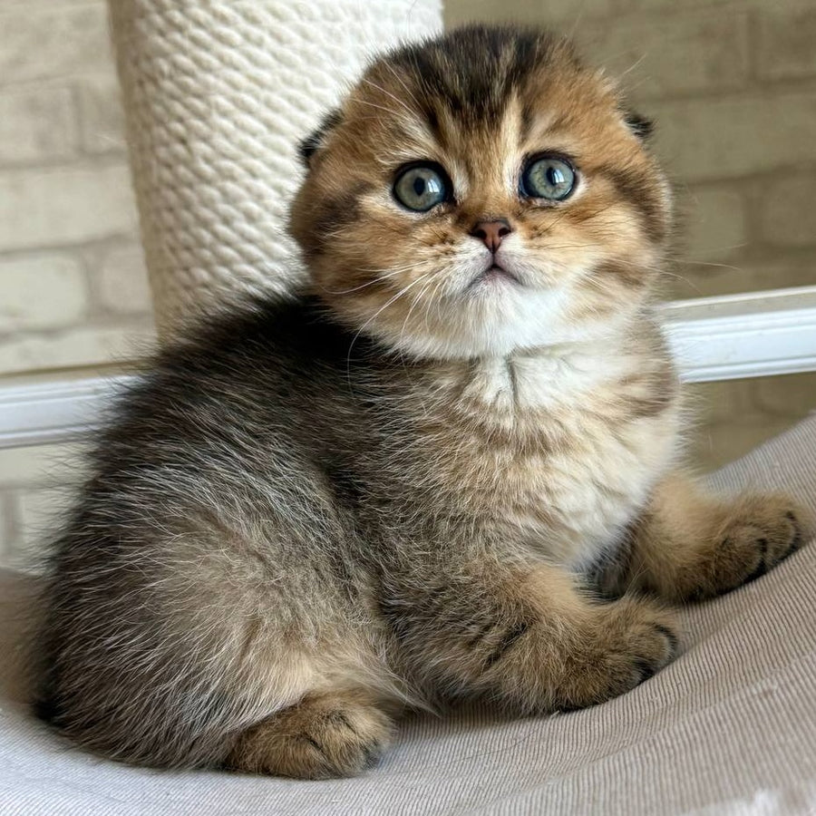 Fiona Scottish Fold female, black golden ticked tabby