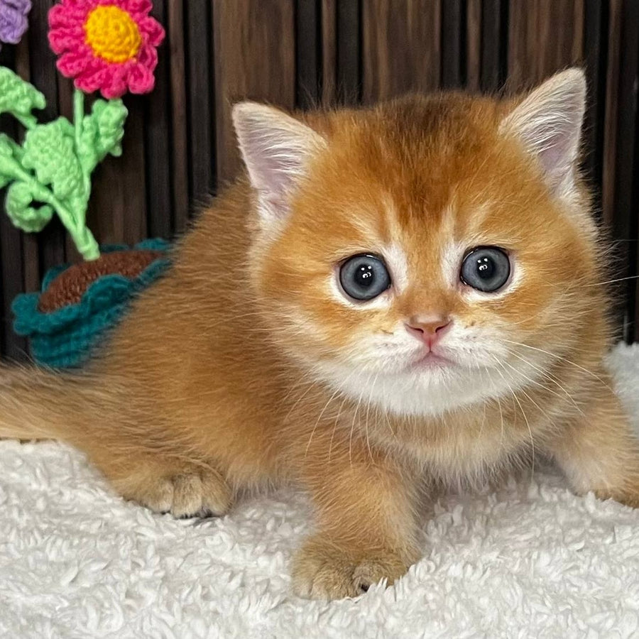Neptune Scottish Straight male, black golden chinchilla