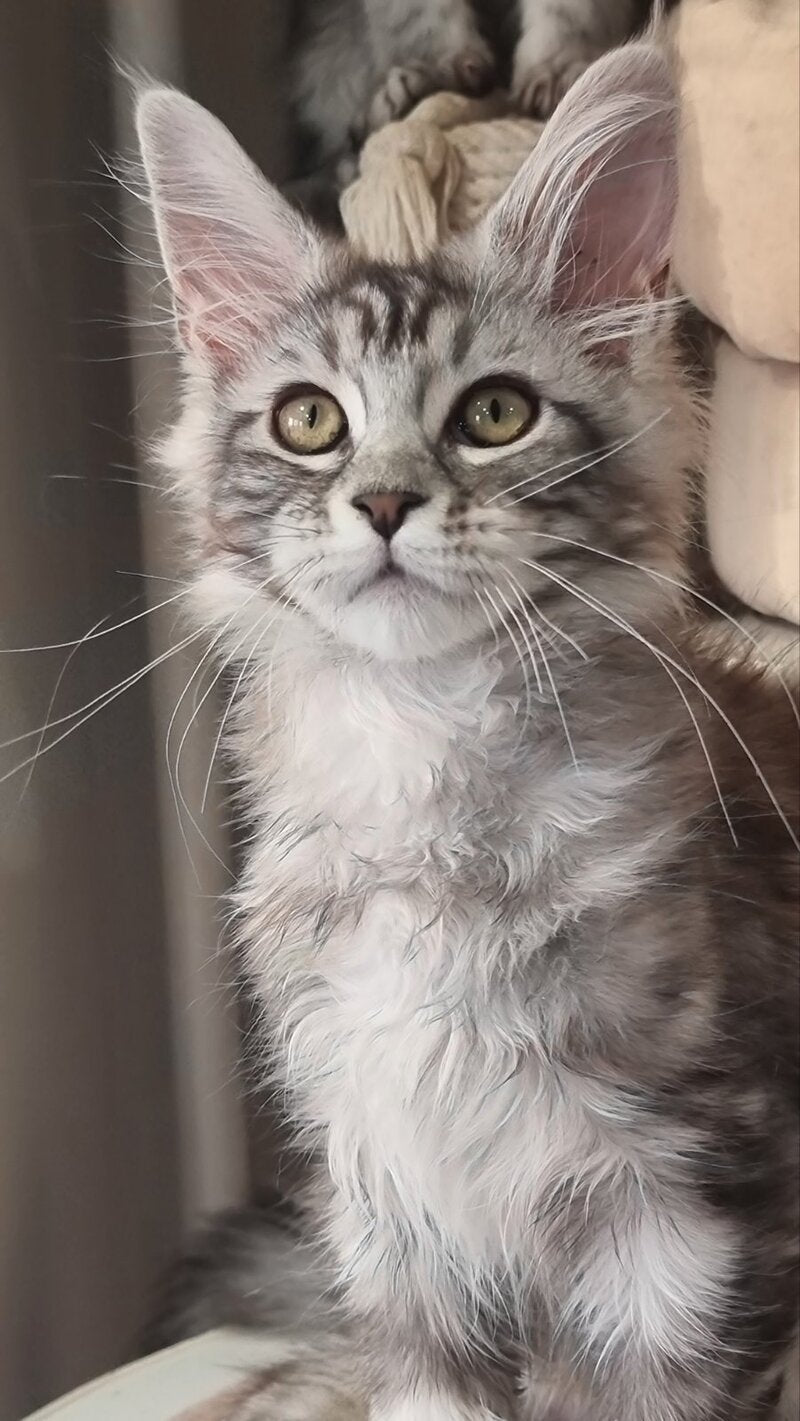 Clinta Maine Coon female black silver tabby - live animals