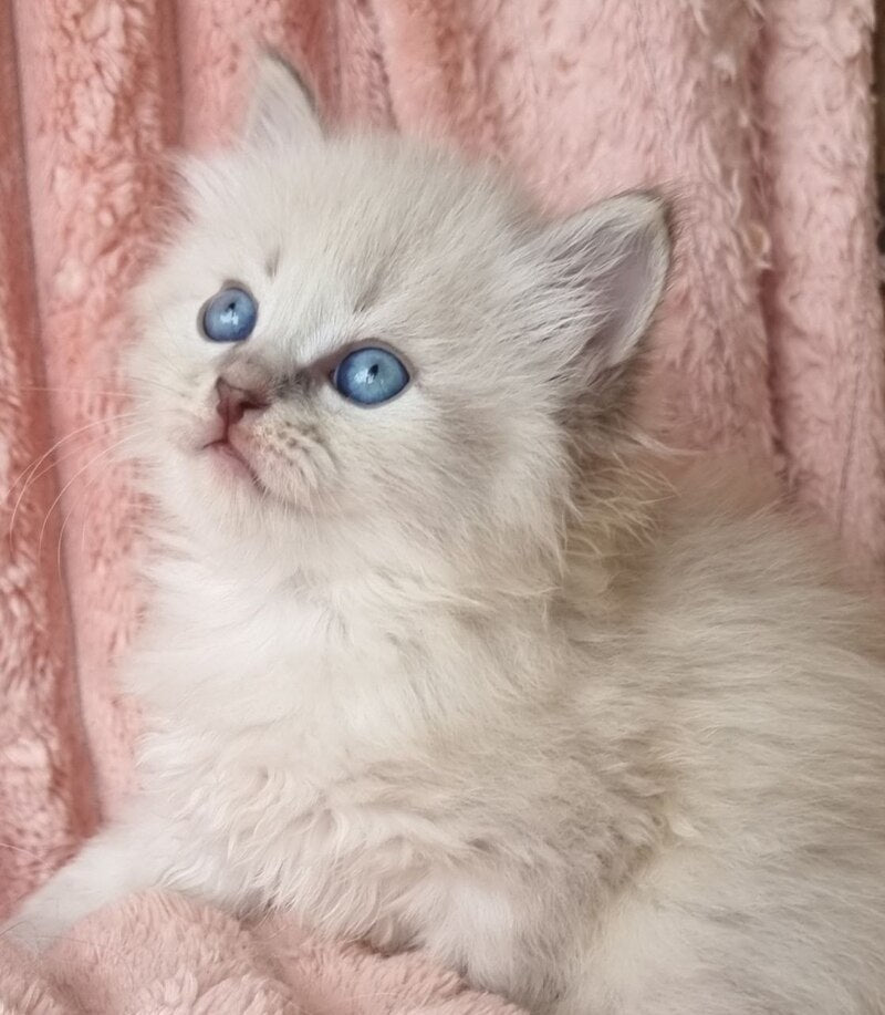 Zahar Siberian male blue tabby pointed - live animals