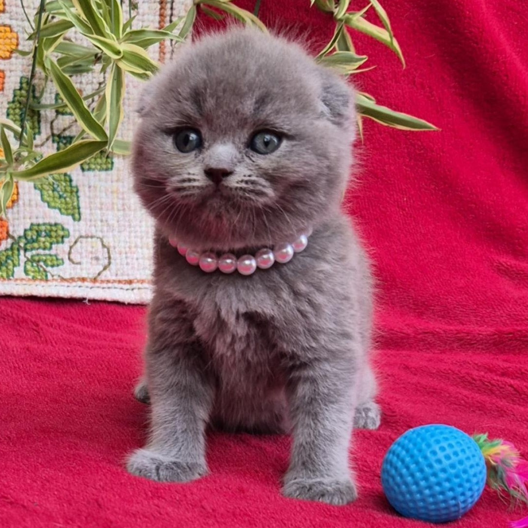 Lucas Scottish Fold male, blue