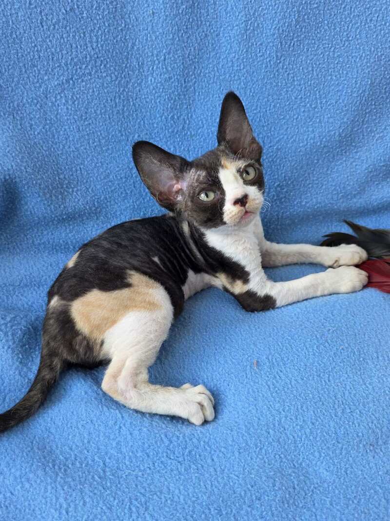 Dulcinea Devon Rex female black tortie bicolour - live animals