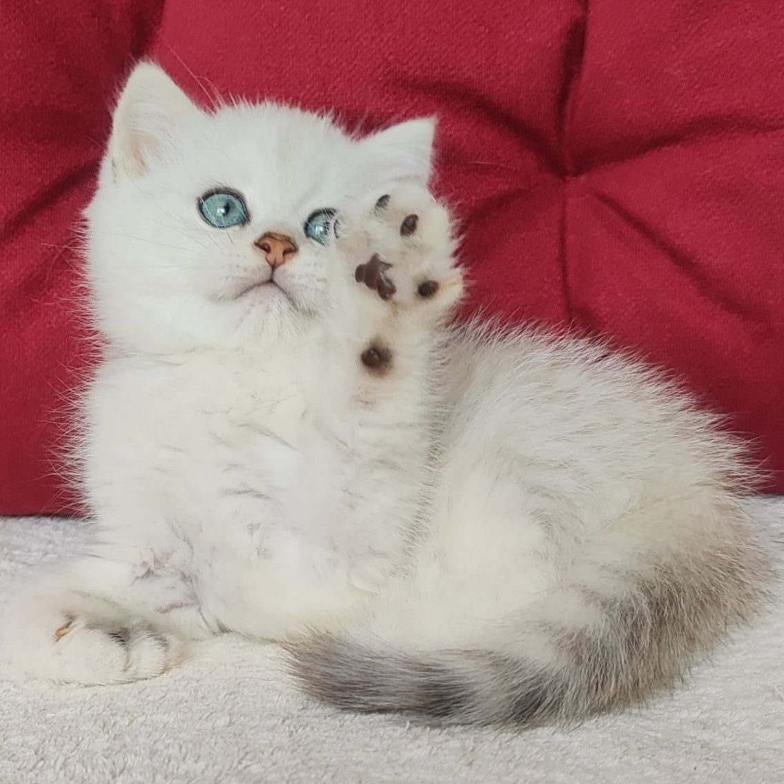 Avgust Scottish Straight male, black silver shaded