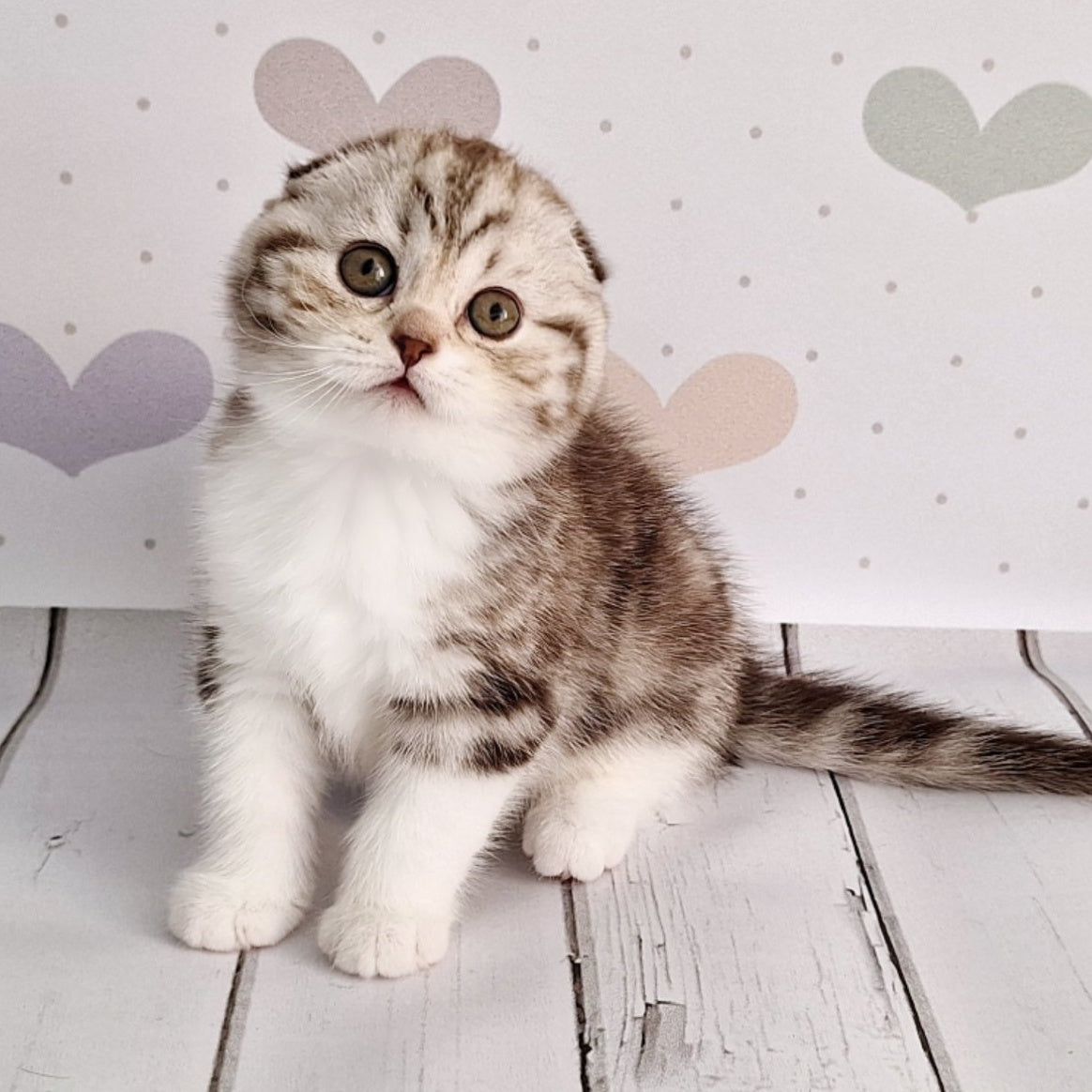 Barcelona Scottish Fold female, chocolate silver tabby bicolour