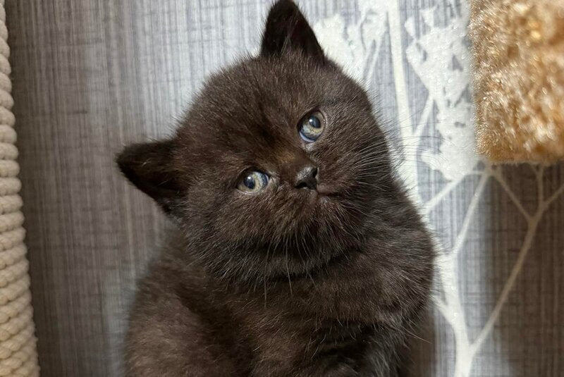 Baghira Scottish Straight female black - live animals