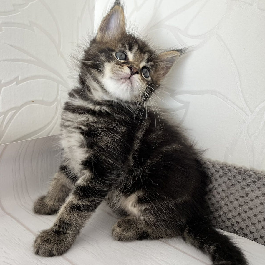 Irbus Maine Coon male, black tabby