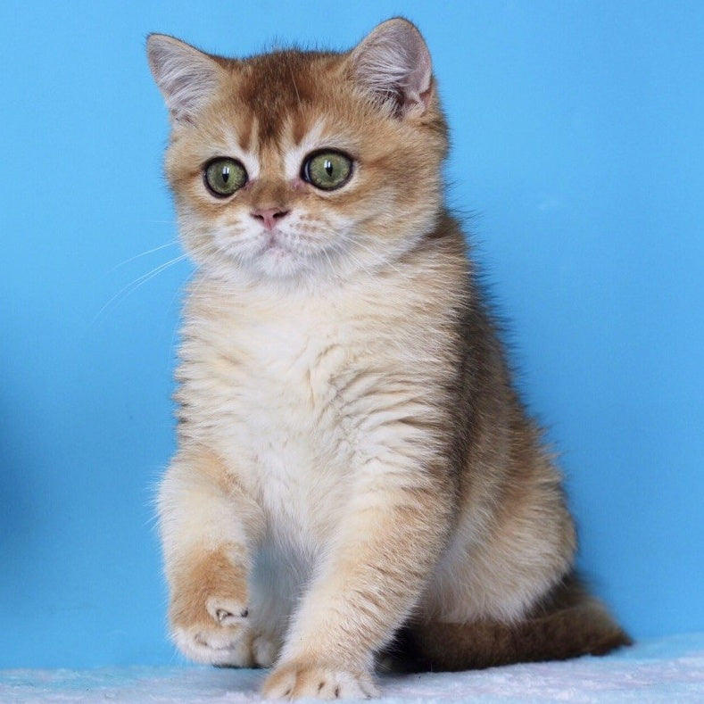 Rio British Shorthair male, black golden shaded