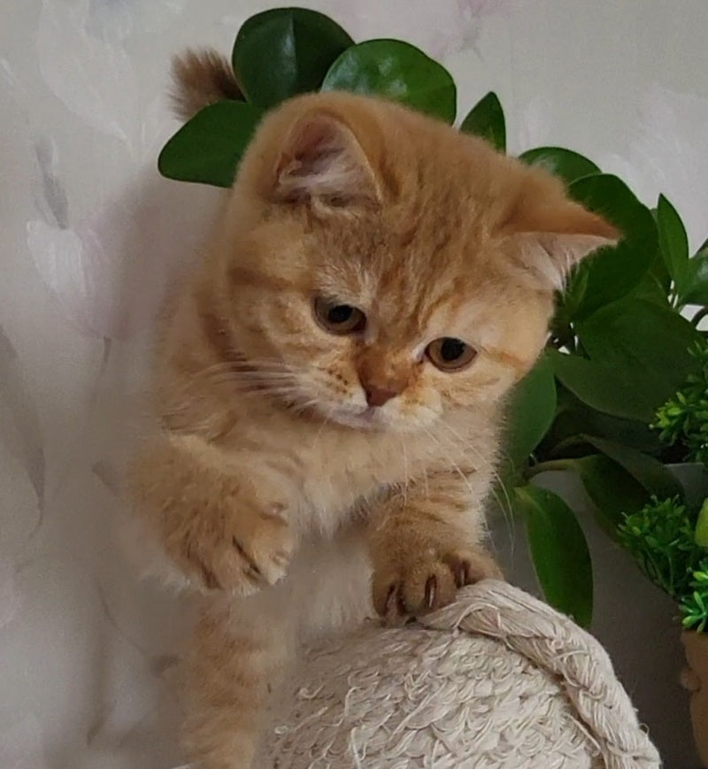 Alina British Shorthair female cinnamon - live animals