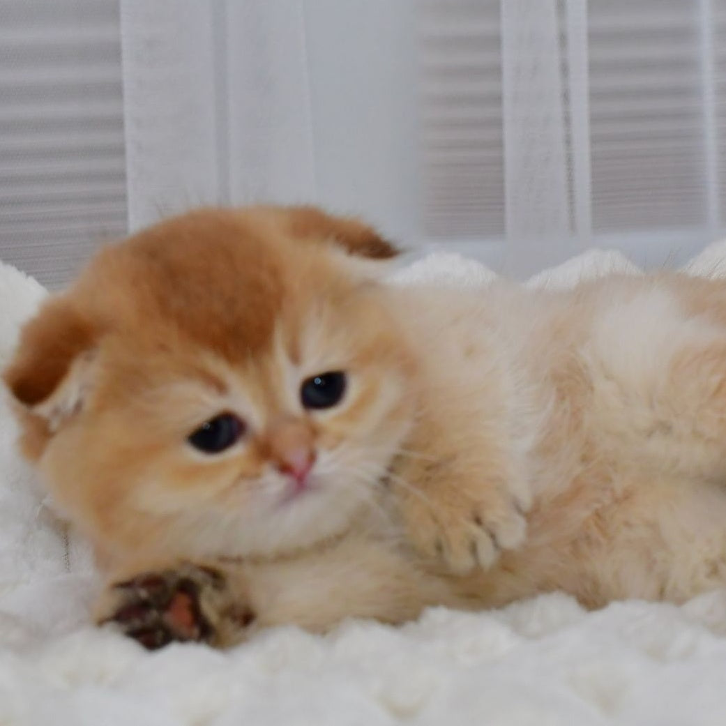 Nika Scottish Fold female, black golden shaded