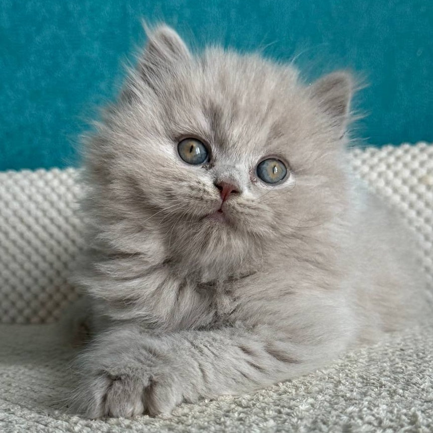 Bear British Longhair male, lilac