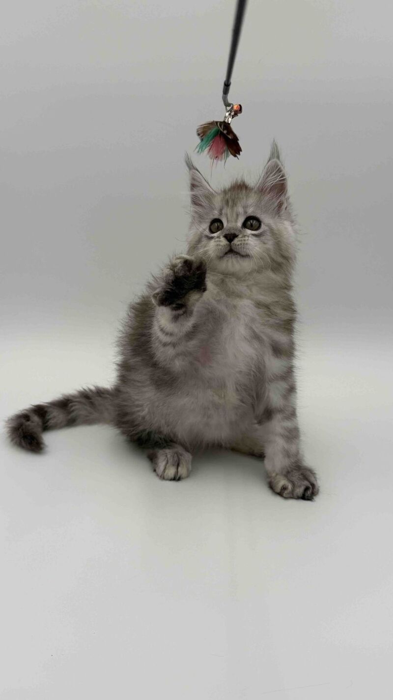 Million Maine Coon male, black silver spotted tabby