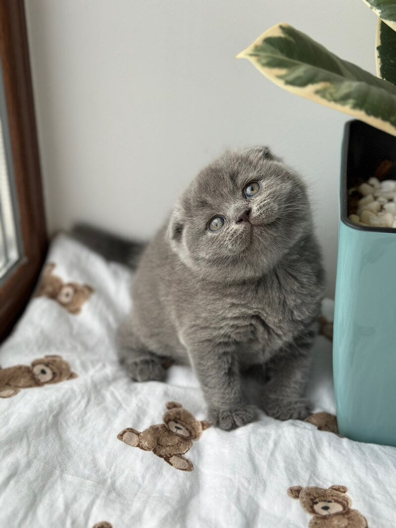Xenia Scottish Fold female blue live animals