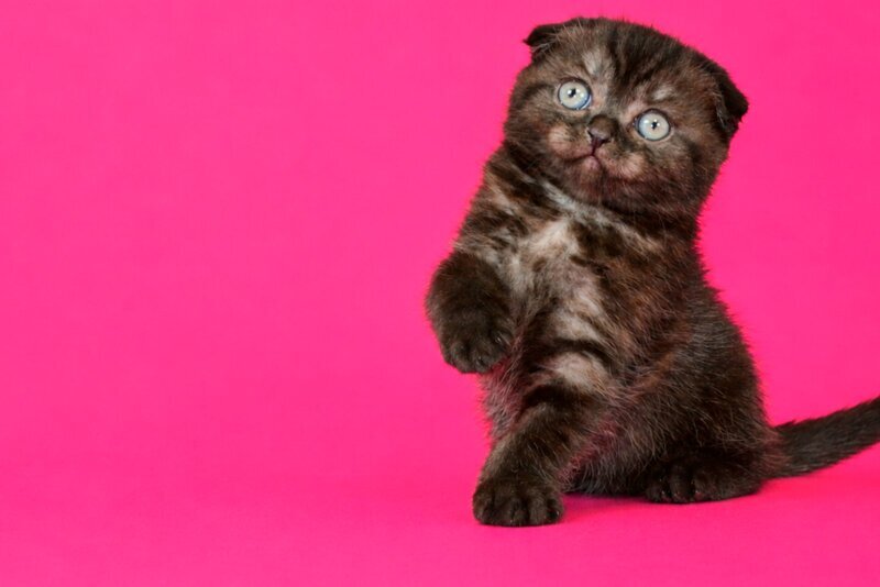 Tonya Scottish Fold female, black silver