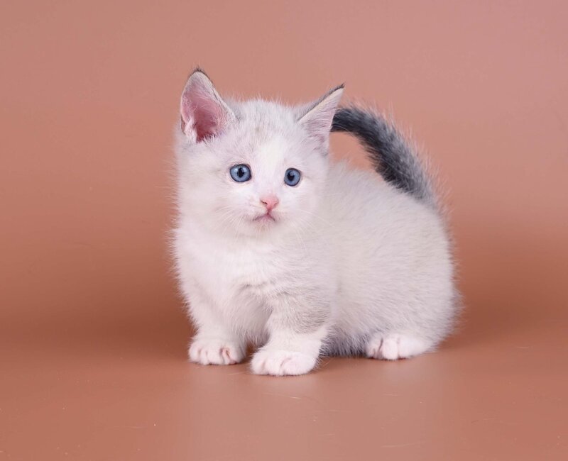 Hugo Munchkin male, blue pointed bicolour