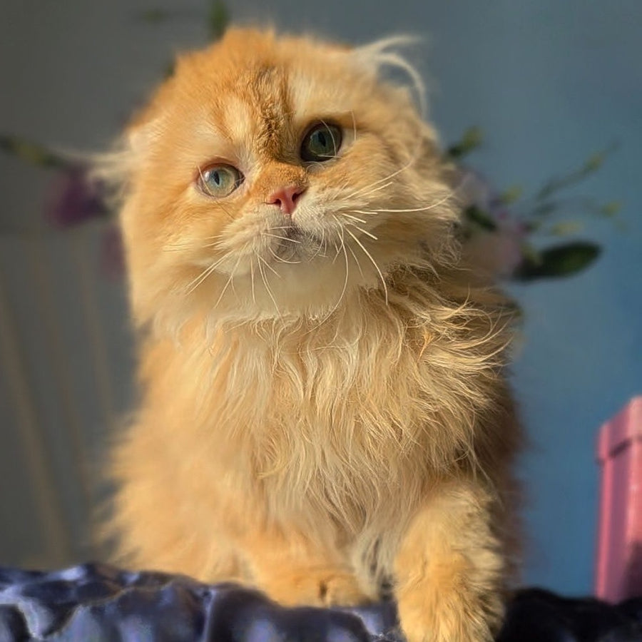 Marcus Scottish Fold male, chocolate golden ticked tabby