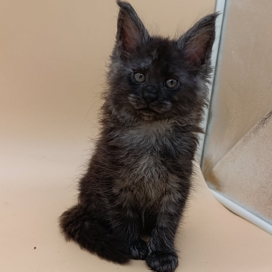 Odin Maine Coon male, black silver