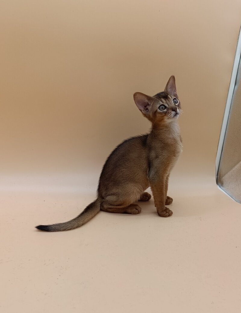 Lucky Abyssinian male ruddy - live animals