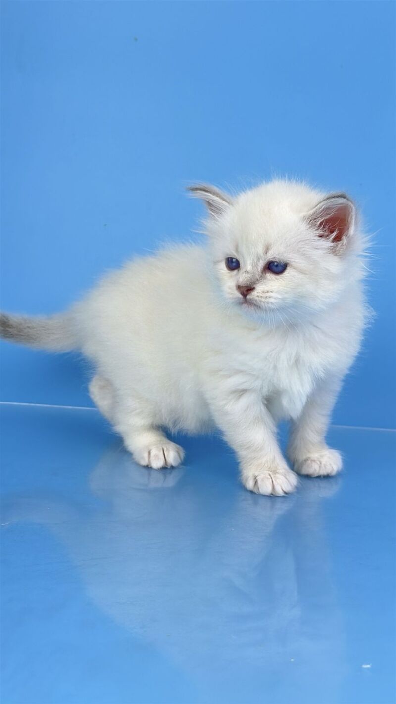 Windsor Siberian male blue tabby pointed with white - live animals