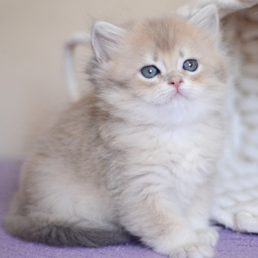 Yappy British Longhair male, blue golden chinchilla