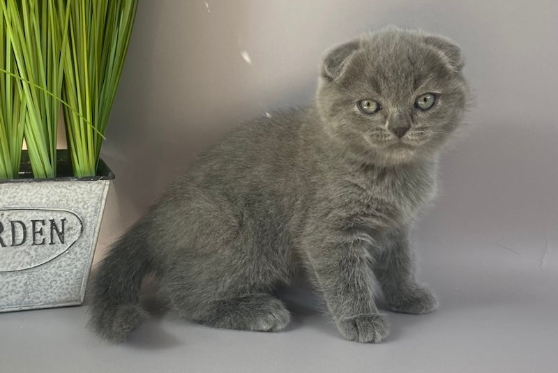 Han Scottish Fold male, blue
