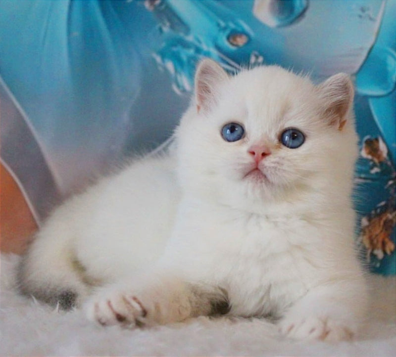 Grey British Shorthair male, blue golden chinchilla