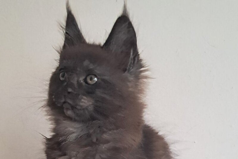 Carat Maine Coon male, black silver