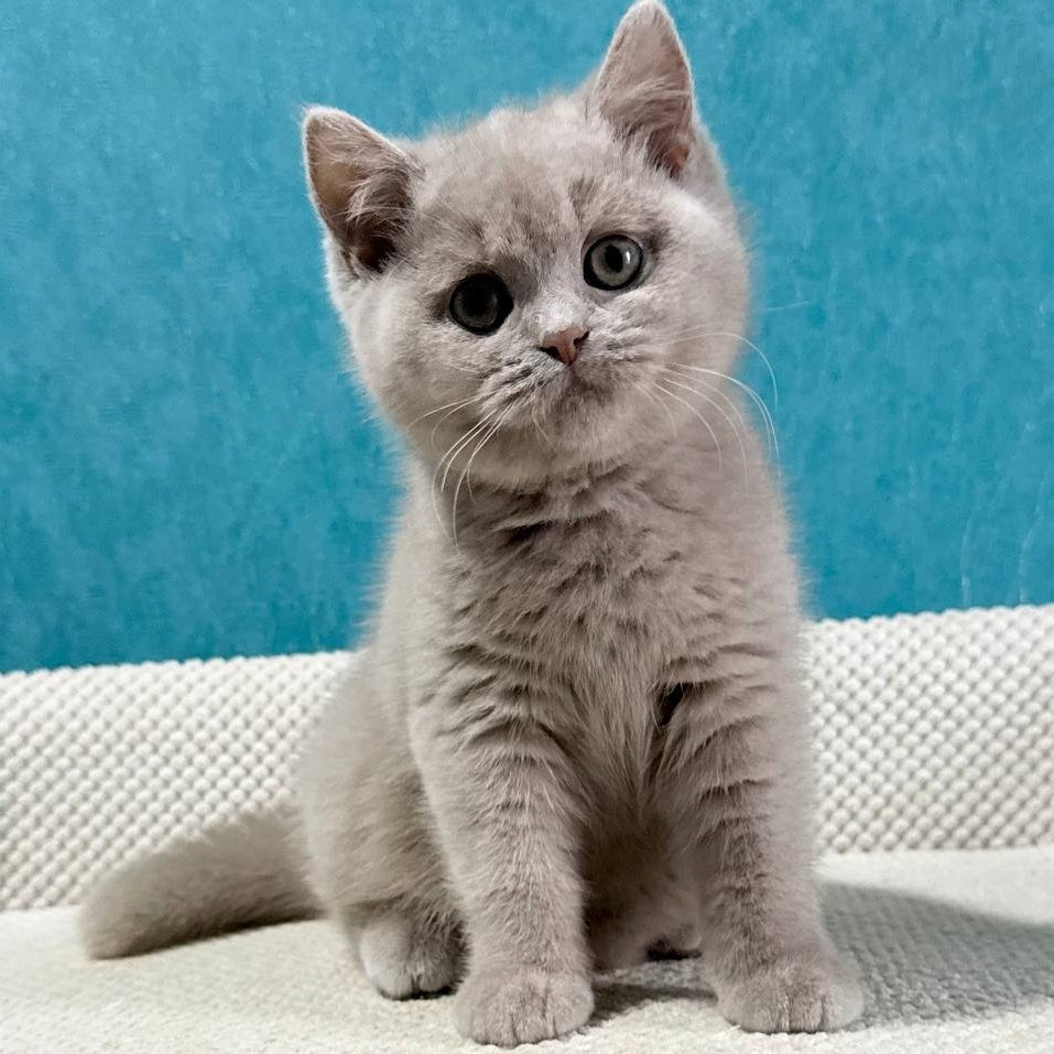 Bonya British Shorthair female, fawn