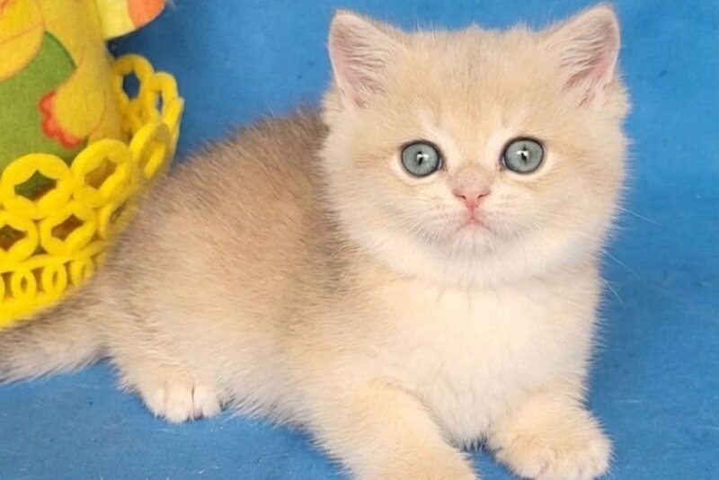 Xavier British Shorthair male, blue golden chinchilla