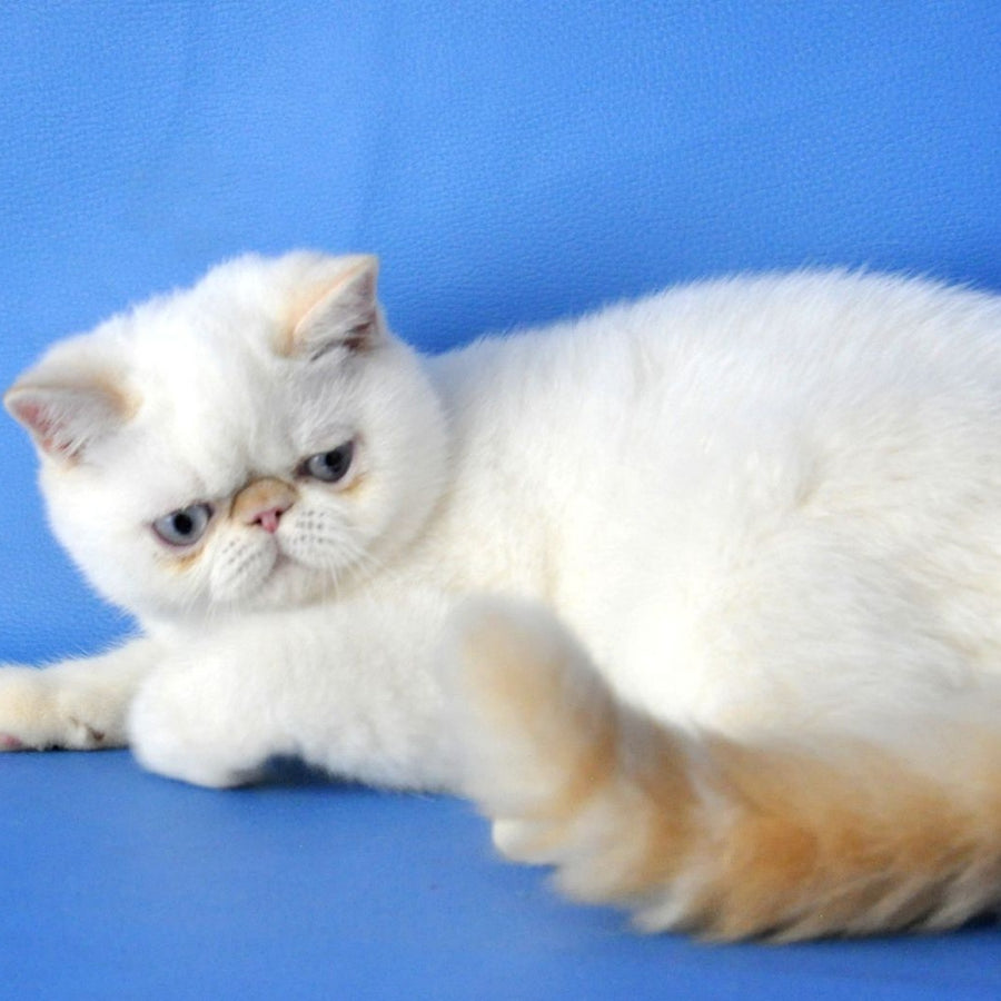 Lucas Exotic male, cream pointed